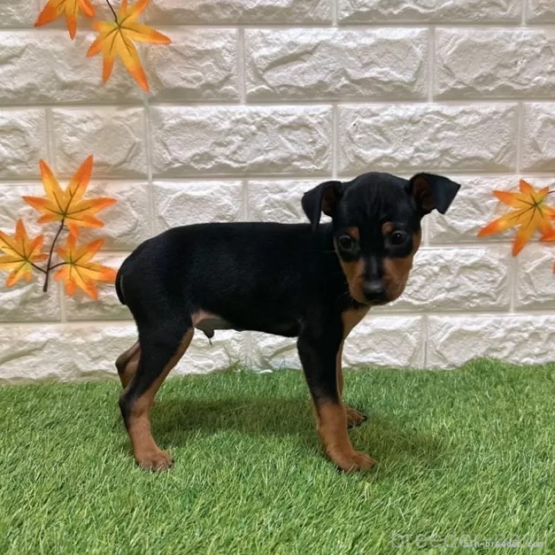 成約済の愛知県のミニチュアピンシャー(ミニピン)-417617の5枚目