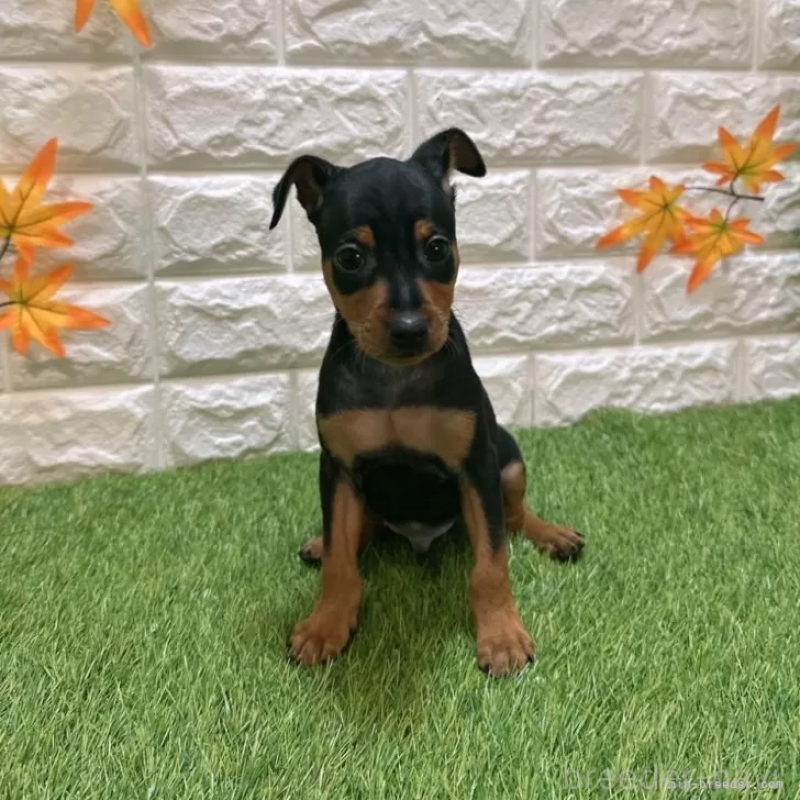 成約済の愛知県のミニチュアピンシャー(ミニピン)-417617の3枚目