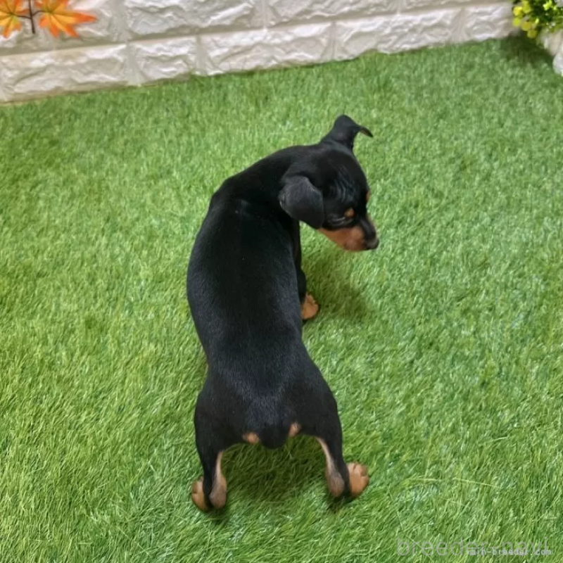 成約済の愛知県のミニチュアピンシャー(ミニピン)-417617の2枚目