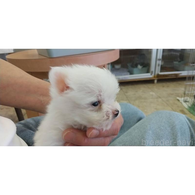 販売中の愛知県のポメマル:ポメラニアン×マルチーズ-415056の5枚目