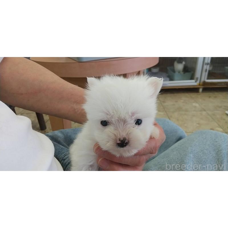 販売中の愛知県のポメマル:ポメラニアン×マルチーズ-415056の4枚目