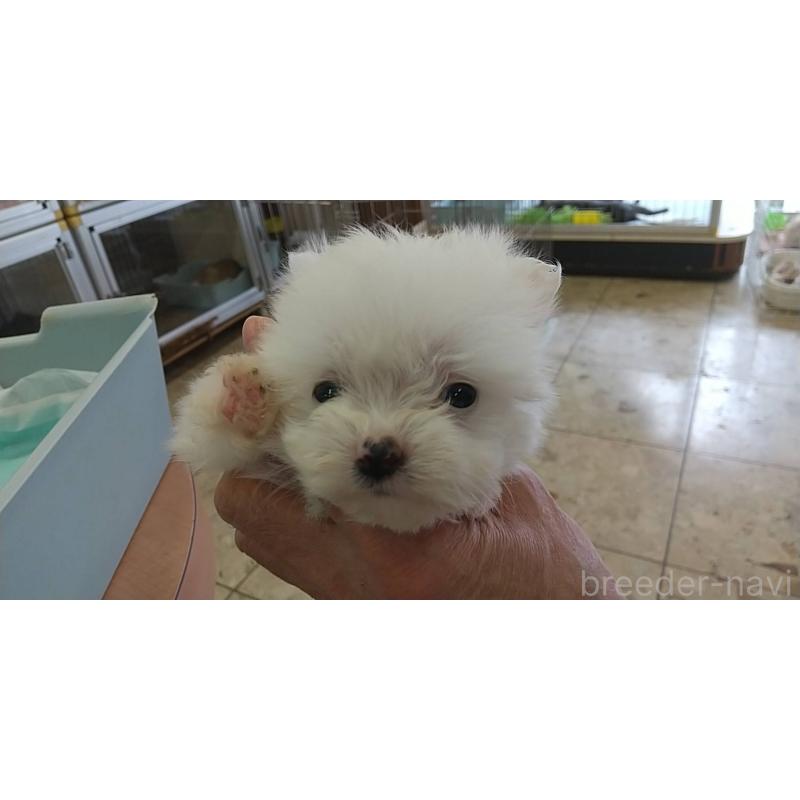 販売中の愛知県のポメマル:ポメラニアン×マルチーズ-415056