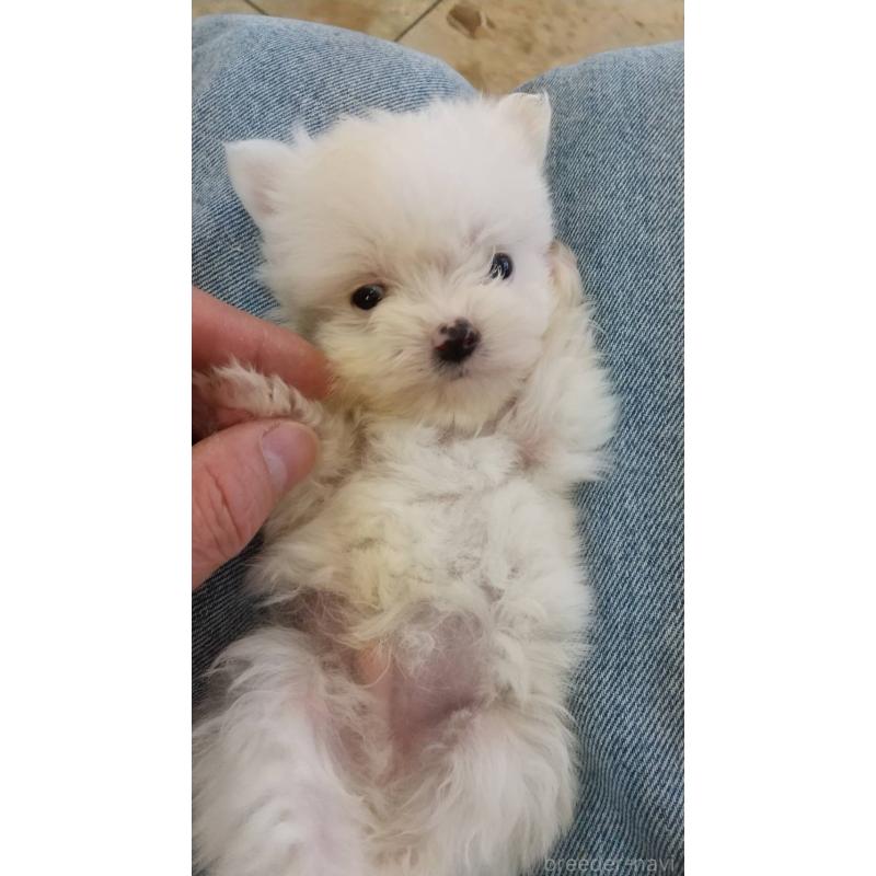 販売中の愛知県のポメマル:ポメラニアン×マルチーズ-415056の3枚目
