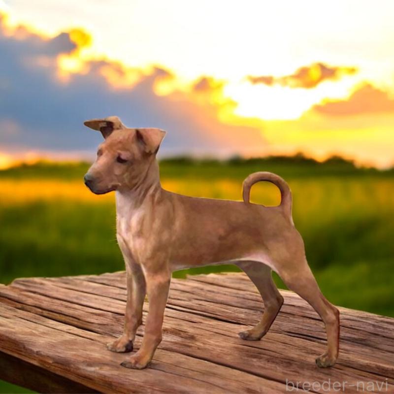 販売中の北海道のミニチュアピンシャー(ミニピン)-413829