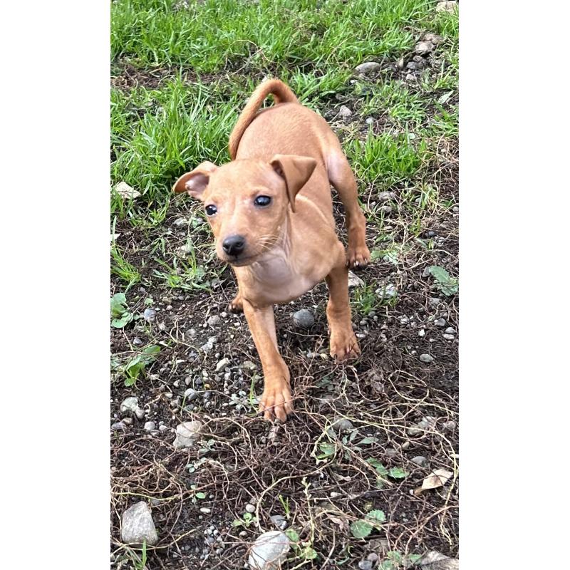 販売中の北海道のミニチュアピンシャー(ミニピン)-413829の3枚目