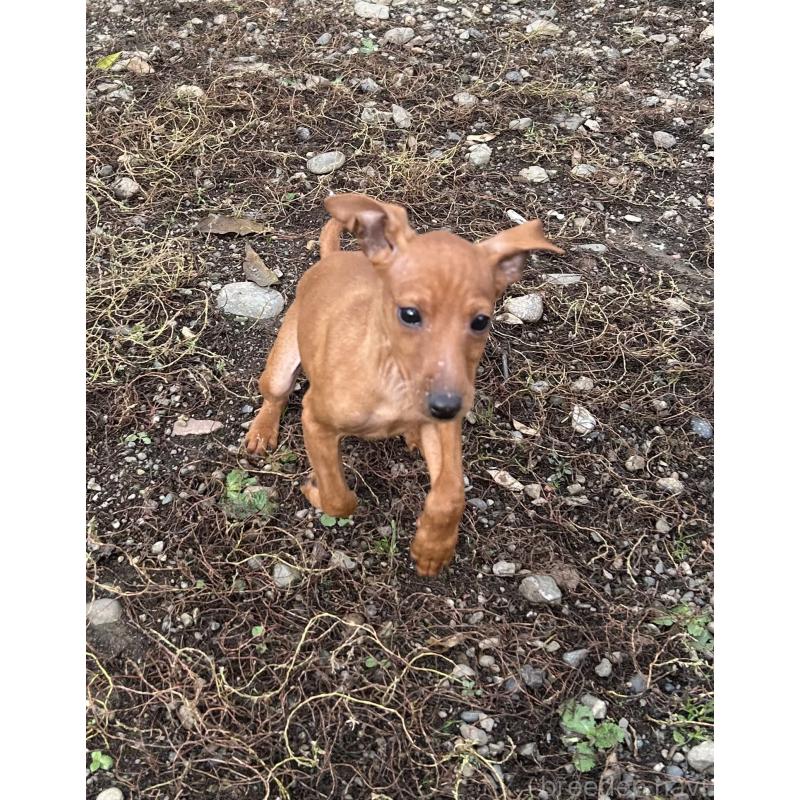 販売中の北海道のミニチュアピンシャー(ミニピン)-413829の2枚目