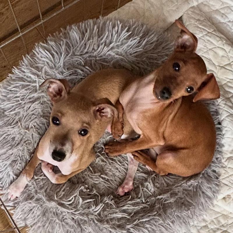 販売中の北海道のイタリアングレーハウンド(イタグレ)-413832の3枚目