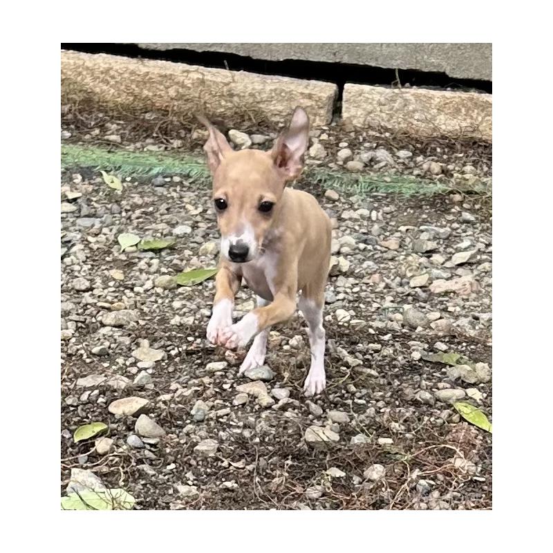 販売中の北海道のイタリアングレーハウンド(イタグレ)-413832の2枚目