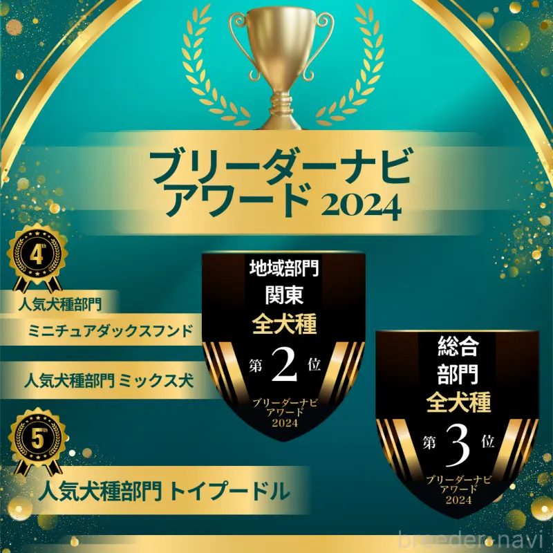 販売中の神奈川県のチワワ(ロングコート)-421318の5枚目