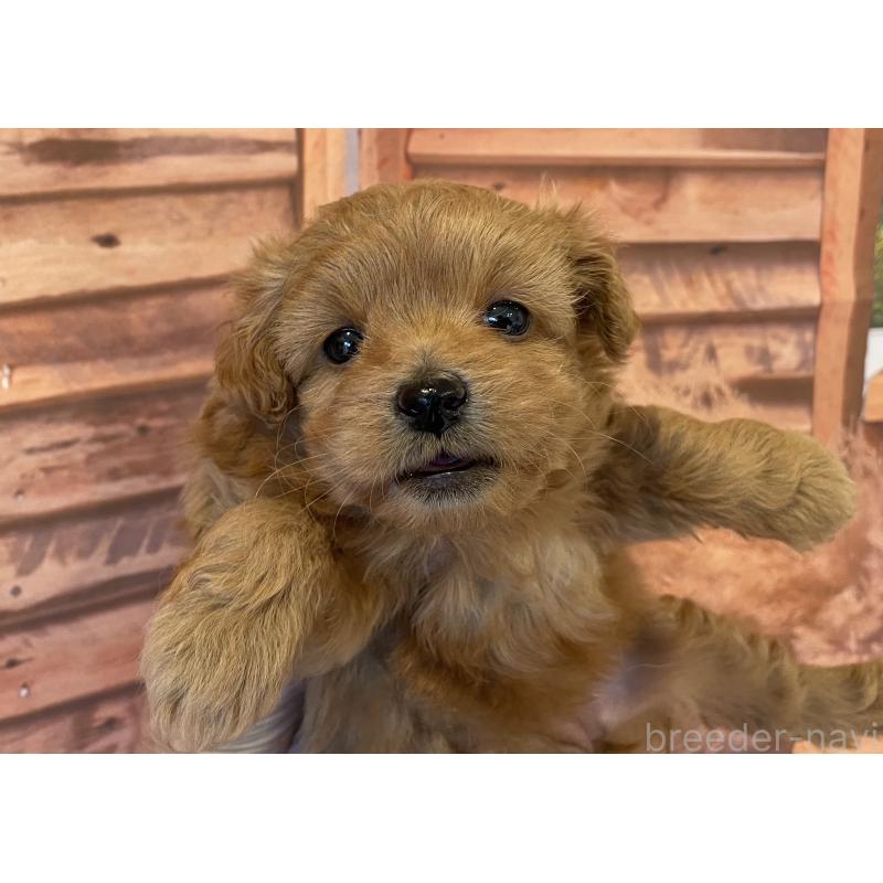 販売中の北海道のミックス犬-421320の6枚目