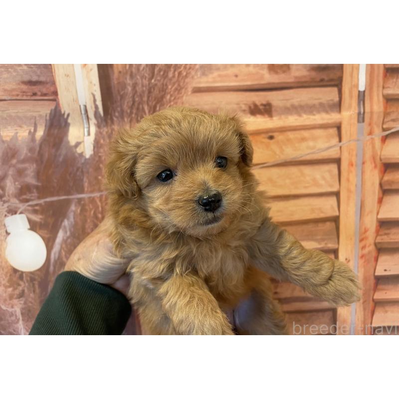 販売中の北海道のミックス犬-421320の5枚目