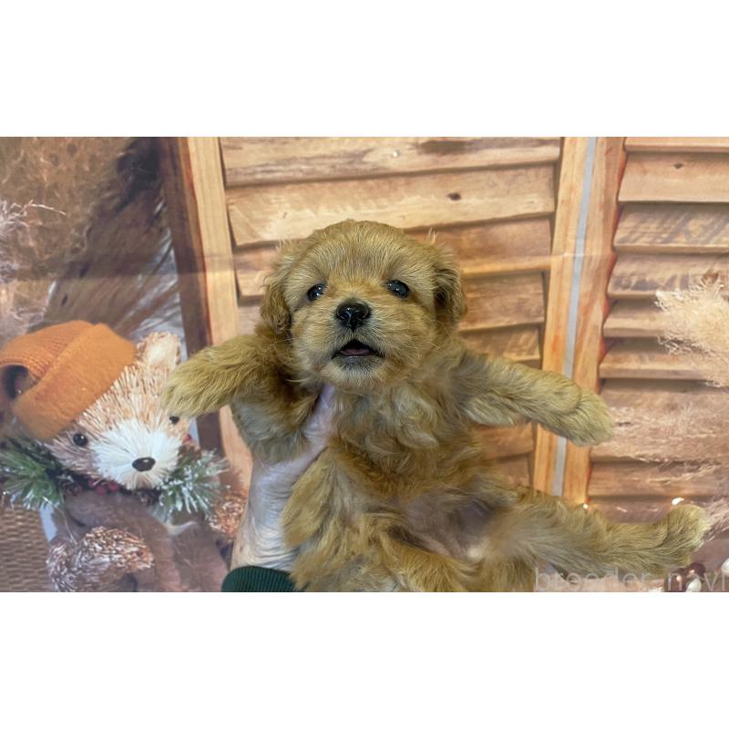 販売中の北海道のミックス犬-421320の4枚目