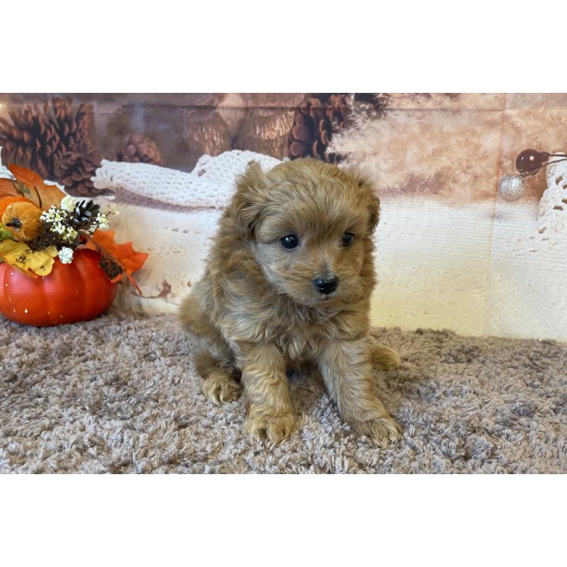 販売中の北海道のミックス犬-421320の3枚目