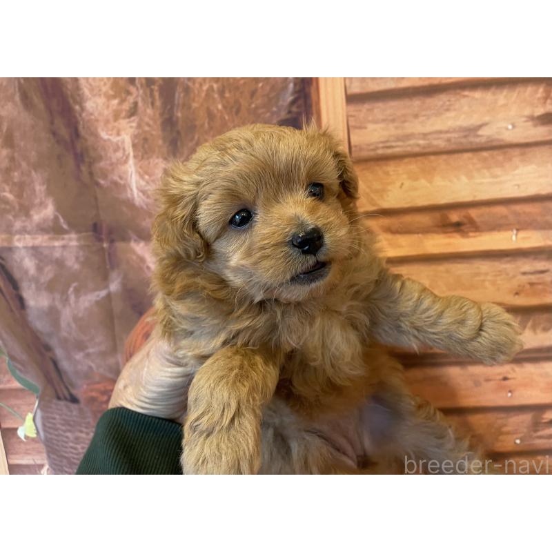 販売中の北海道のミックス犬-421320の2枚目