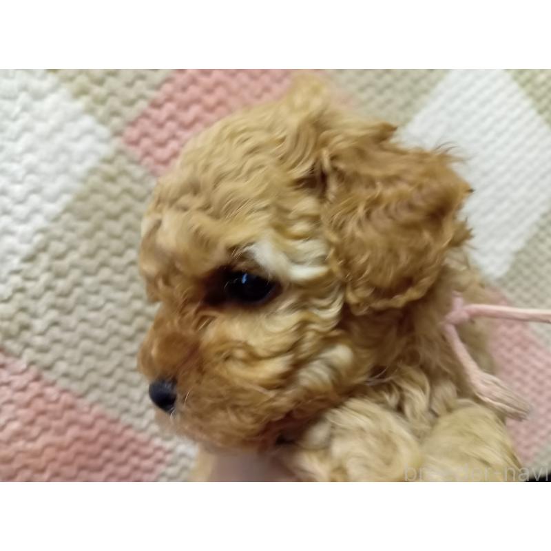 販売中の熊本県のトイプードル-421321の6枚目