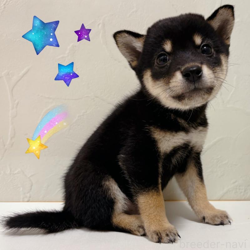 商談中の東京都の柴犬-421324の1枚目