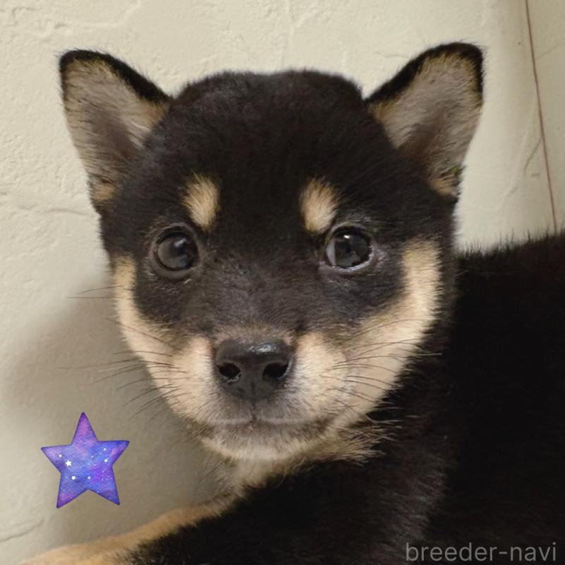 商談中の東京都の柴犬-421324の6枚目