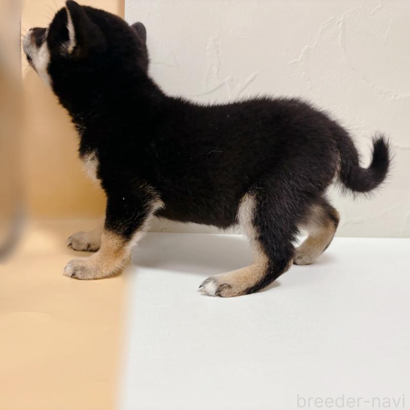 商談中の東京都の柴犬-421324の5枚目