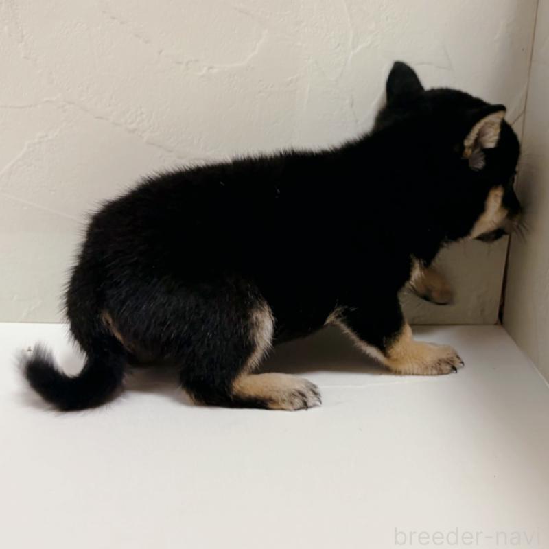 商談中の東京都の柴犬-421324の3枚目