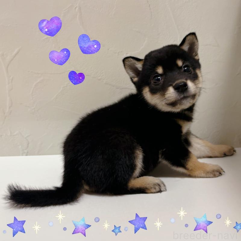 商談中の東京都の柴犬-421324の2枚目