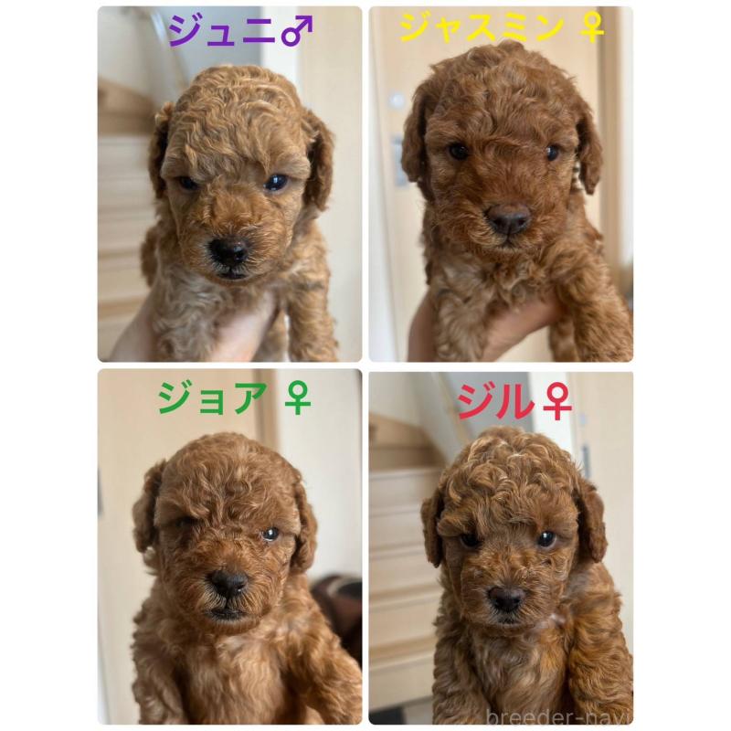 販売中の東京都のトイプードル-421326の2枚目