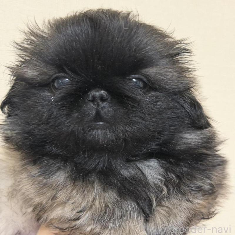 販売中の愛知県のペキニーズ-420592の3枚目