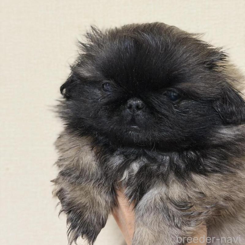 販売中の愛知県のペキニーズ-420592の2枚目