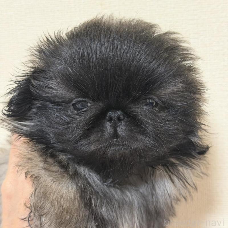 販売中の愛知県のペキニーズ-420589