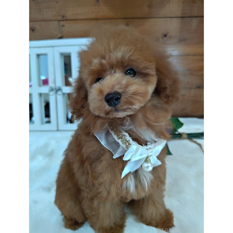 販売中の茨城県のタイニープードル-417824の6枚目