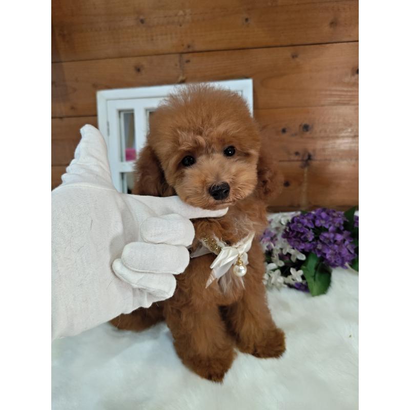 販売中の茨城県のタイニープードル-417824の5枚目