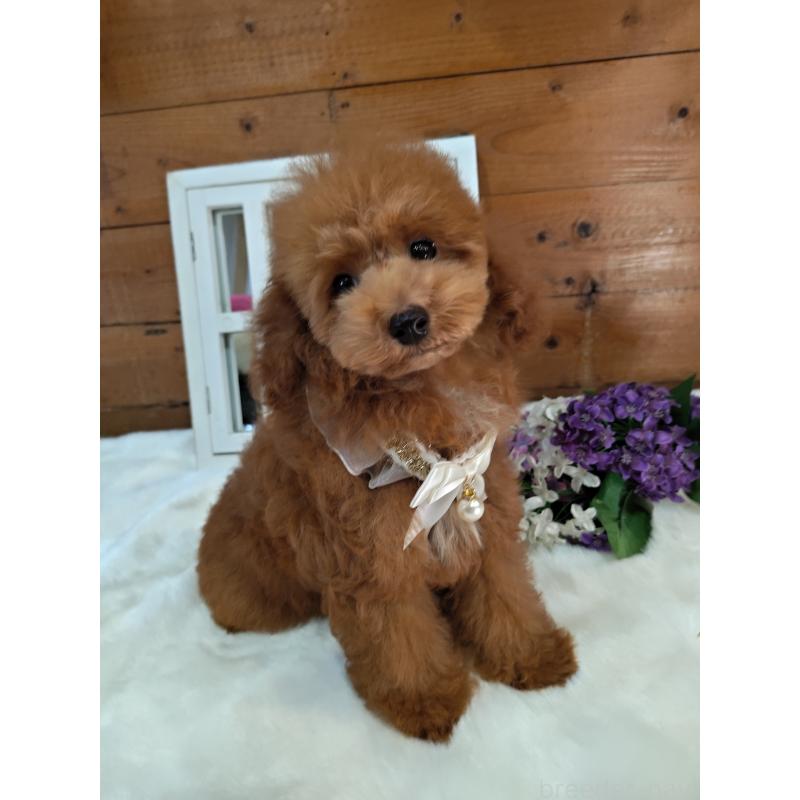 販売中の茨城県のタイニープードル-417824の4枚目