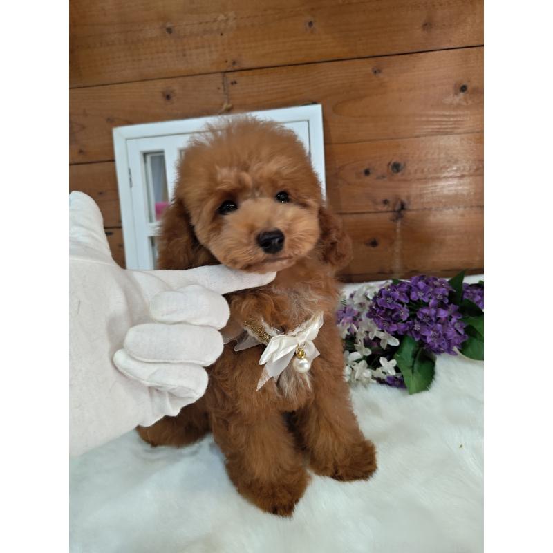 販売中の茨城県のタイニープードル-417824の3枚目