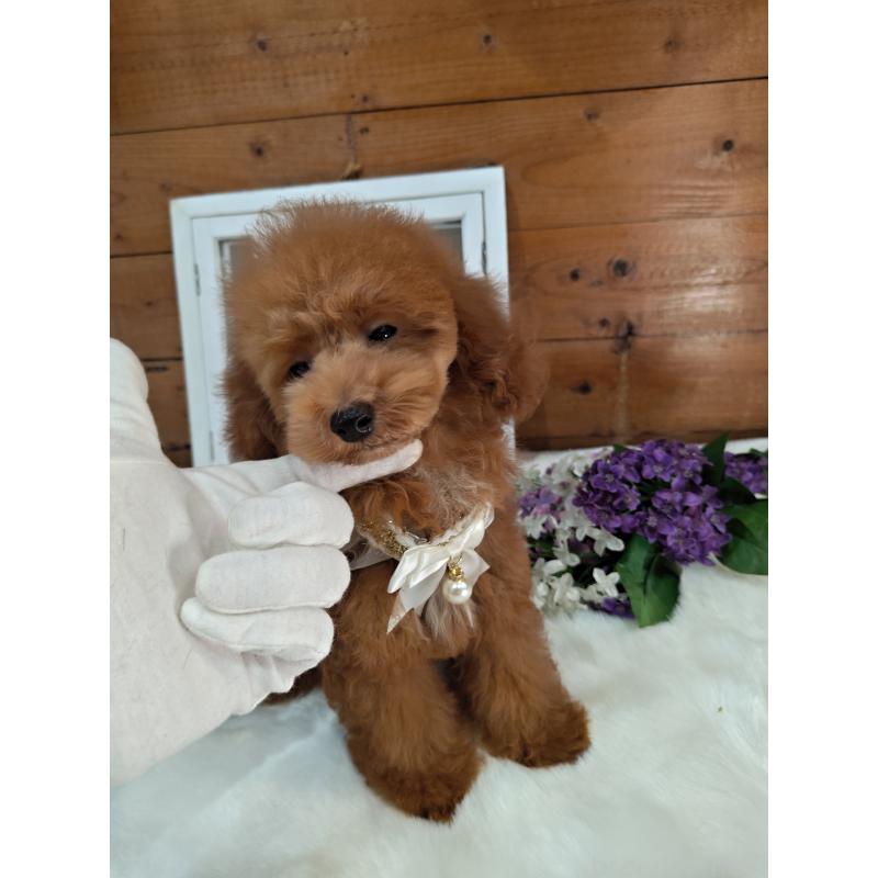 販売中の茨城県のタイニープードル-417824の2枚目