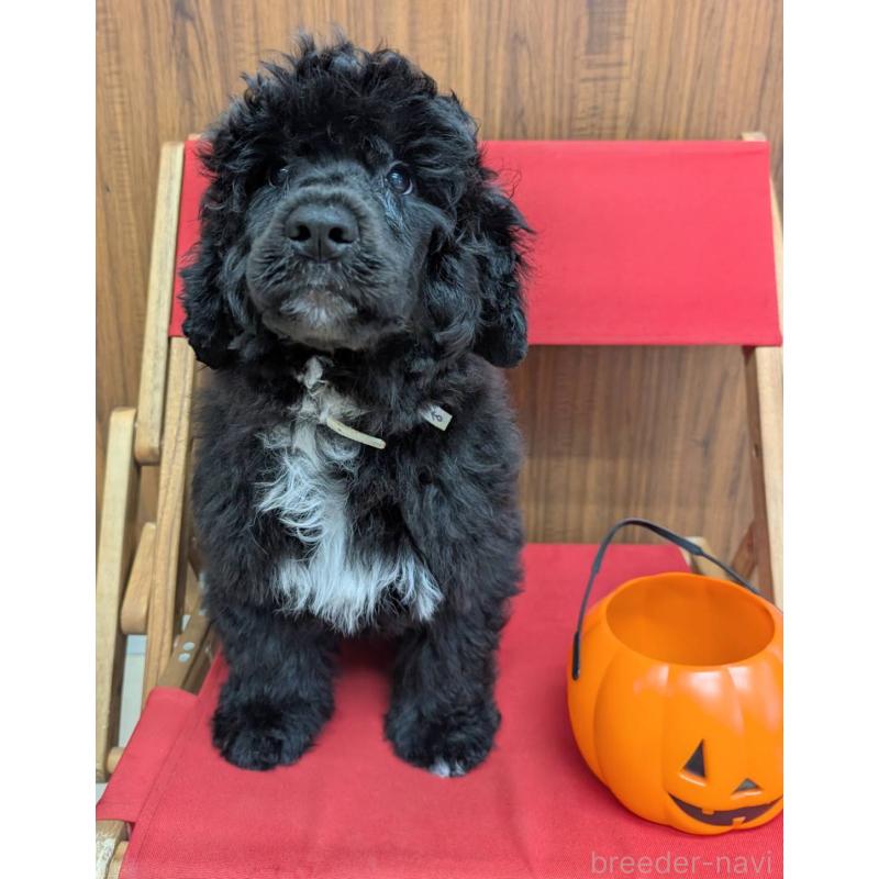 成約済の東京都のポーチュギーズウォータードッグ-418579の3枚目