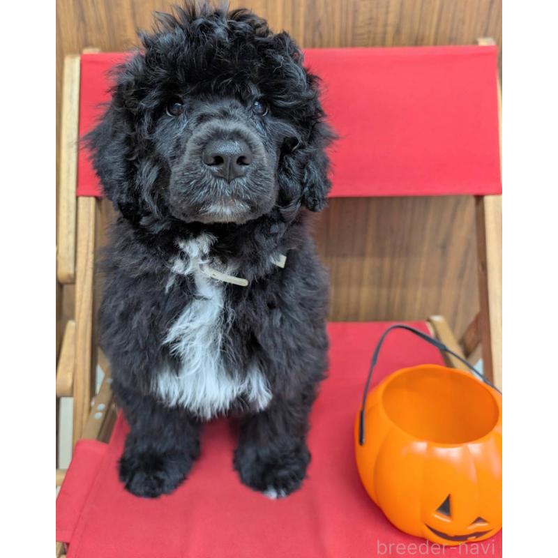 成約済の東京都のポーチュギーズウォータードッグ-418579の2枚目