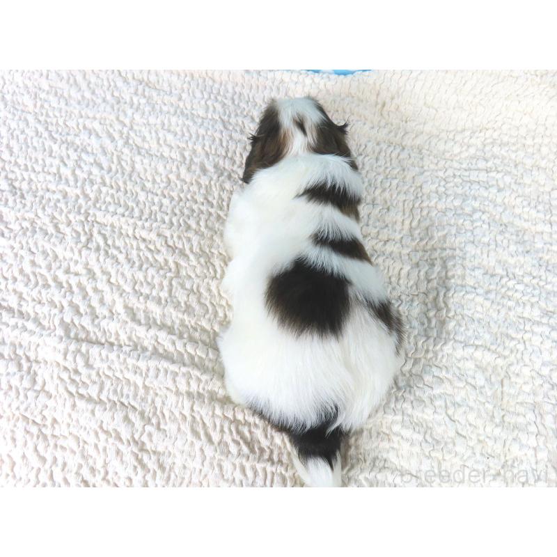 販売中の千葉県のパピヨン-421331の5枚目