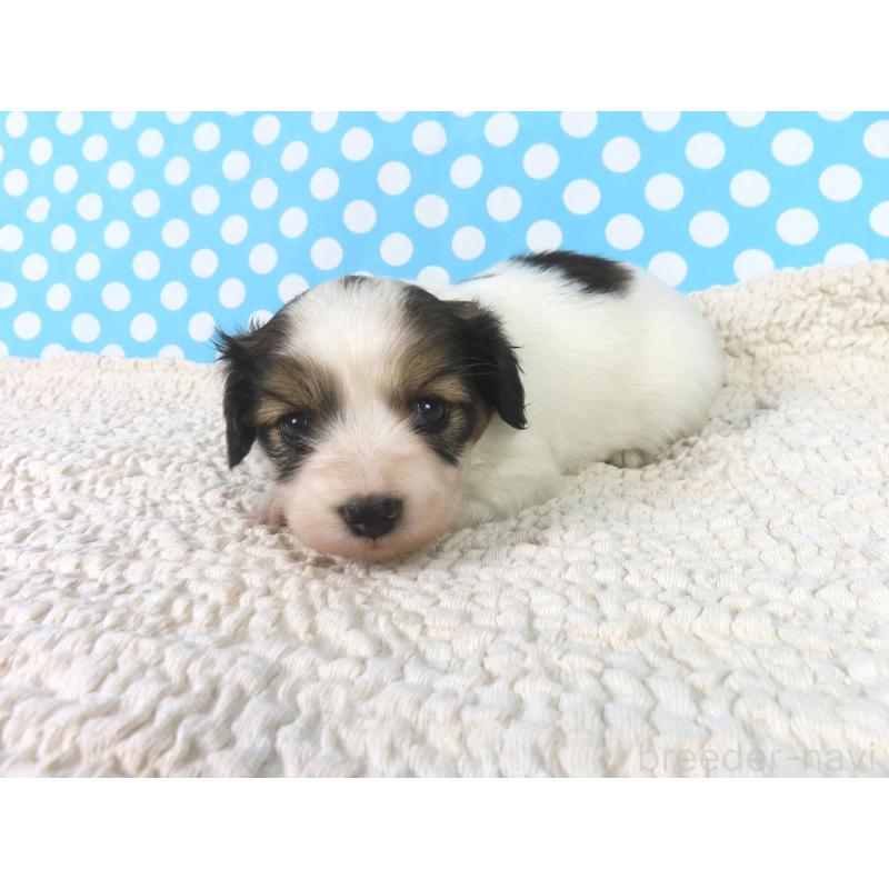 販売中の千葉県のパピヨン-421331の3枚目