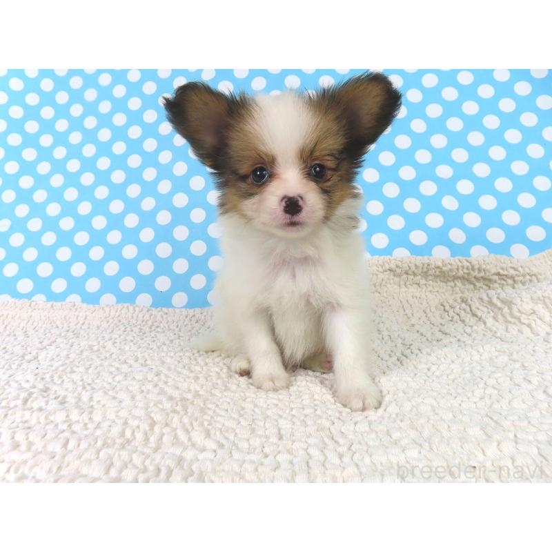 販売中の千葉県のパピヨン-416474の9枚目