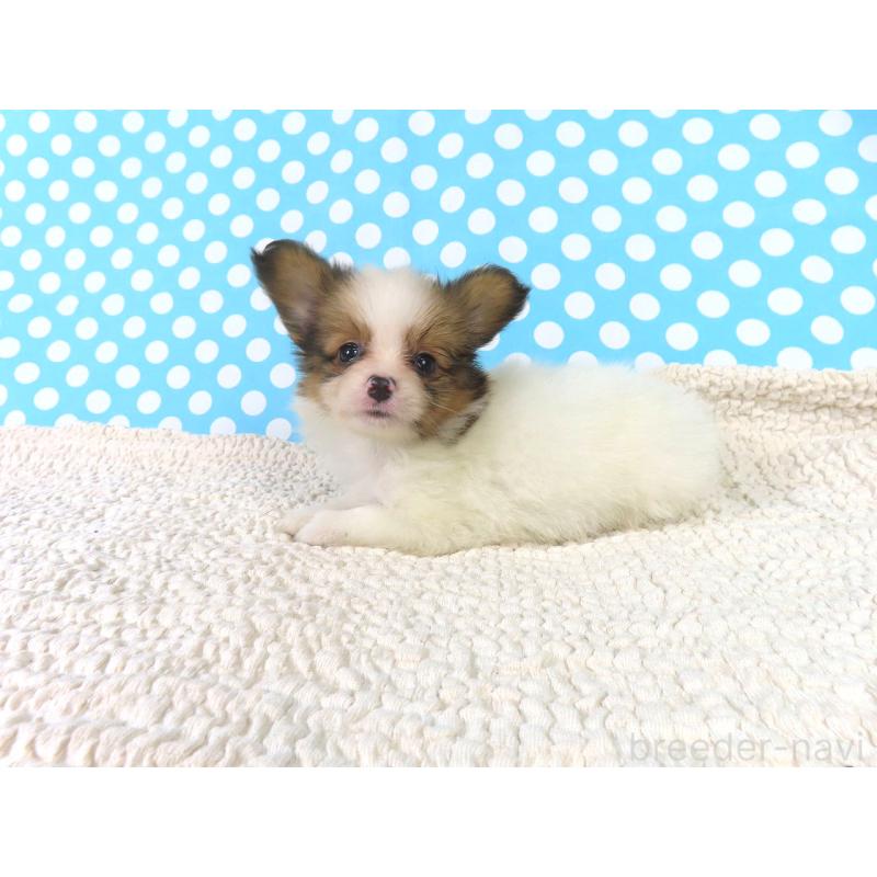 販売中の千葉県のパピヨン-416474の8枚目