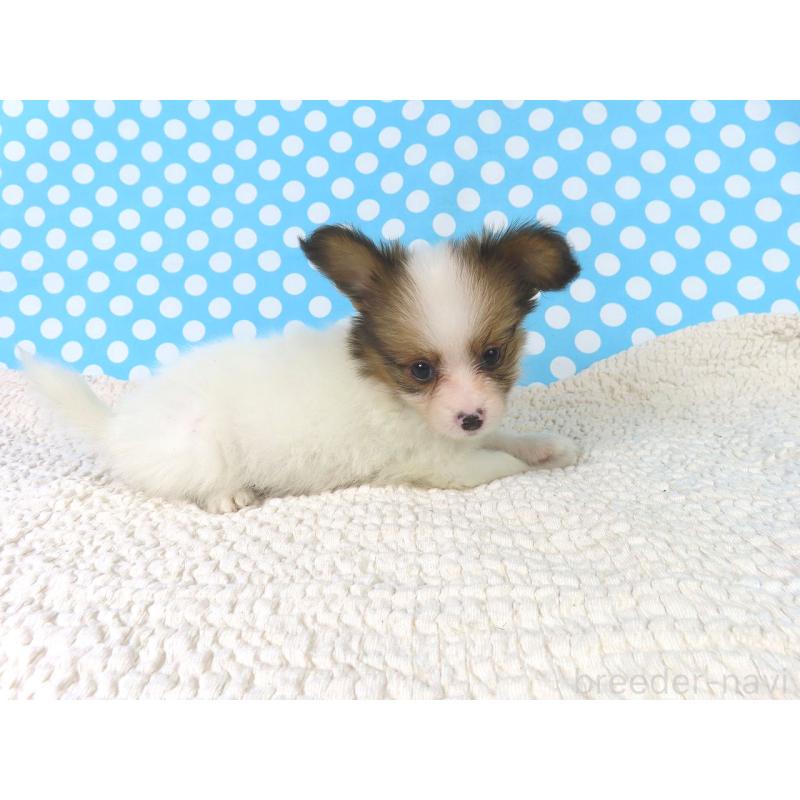 販売中の千葉県のパピヨン-416474の7枚目