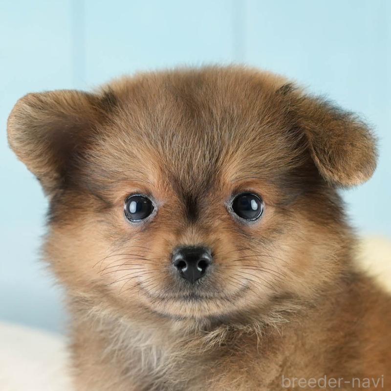 販売中の埼玉県のポメプー:ポメラニアン×トイプードル-419973