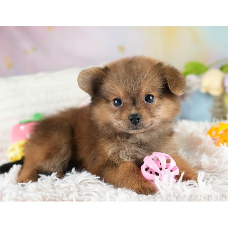 成約済の埼玉県のポメプー:ポメラニアン×トイプードル-419973の12枚目