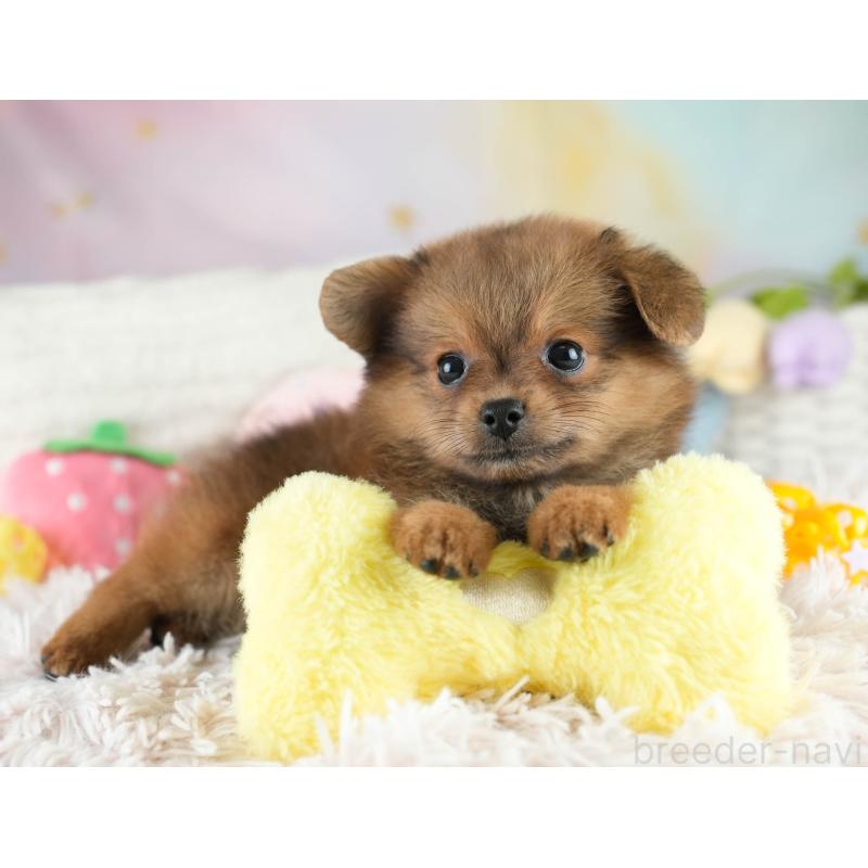 成約済の埼玉県のポメプー:ポメラニアン×トイプードル-419973の11枚目