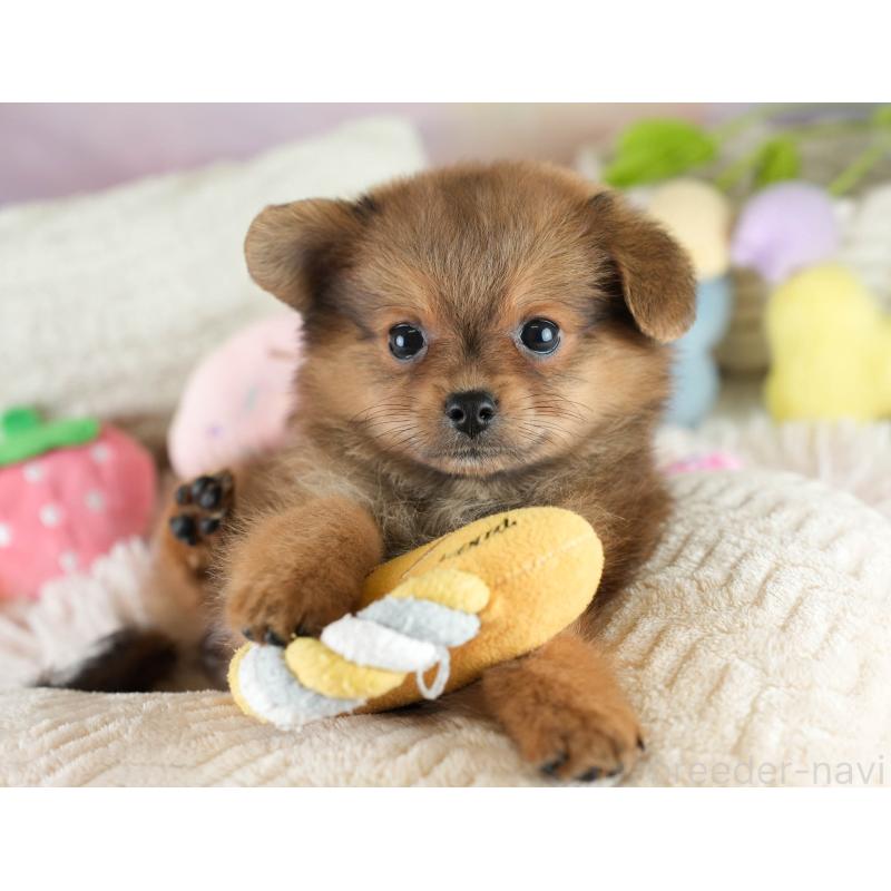 成約済の埼玉県のポメプー:ポメラニアン×トイプードル-419973の10枚目