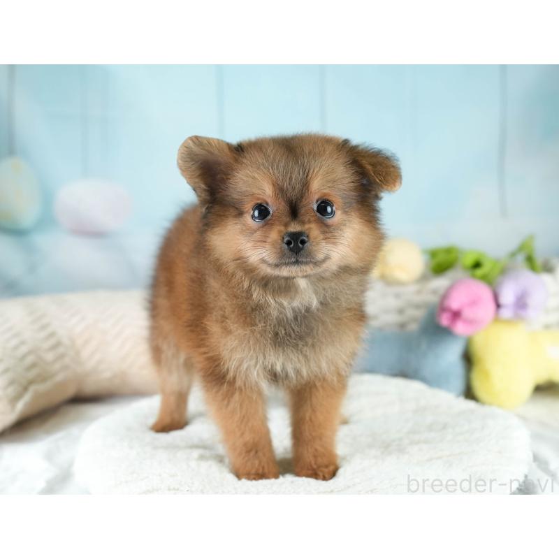 成約済の埼玉県のポメプー:ポメラニアン×トイプードル-419973の9枚目