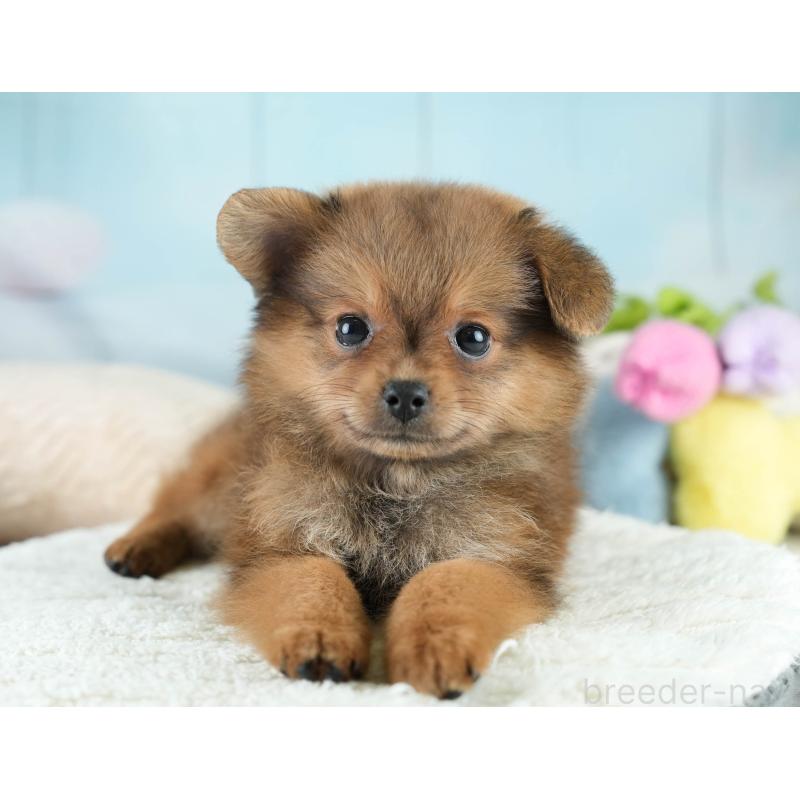 成約済の埼玉県のポメプー:ポメラニアン×トイプードル-419973の7枚目