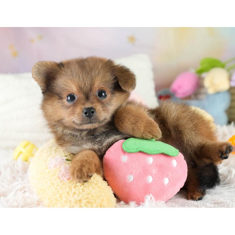 成約済の埼玉県のポメプー:ポメラニアン×トイプードル-419973の6枚目