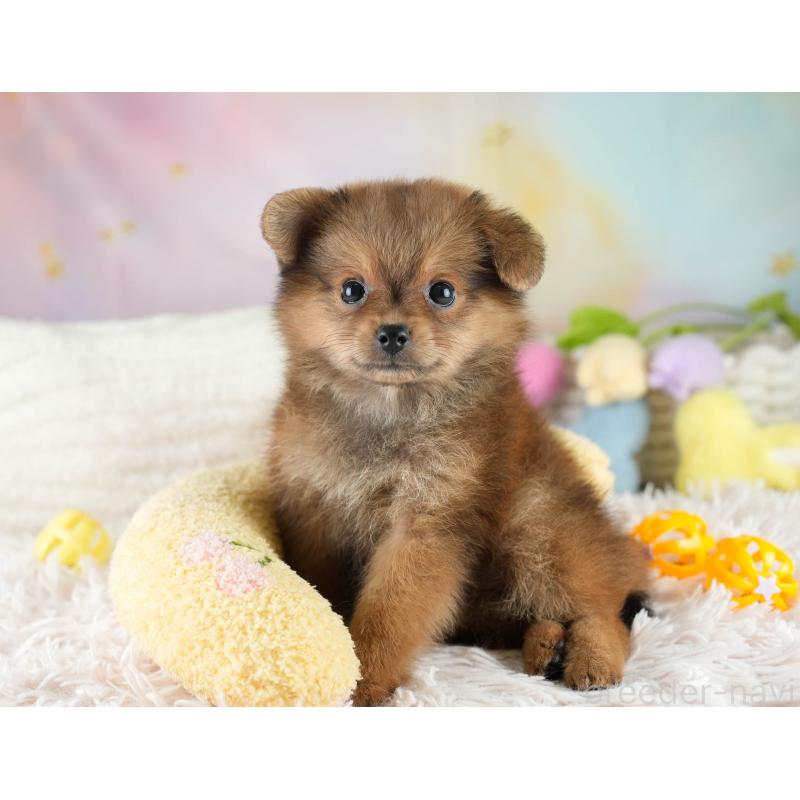 成約済の埼玉県のポメプー:ポメラニアン×トイプードル-419973の4枚目