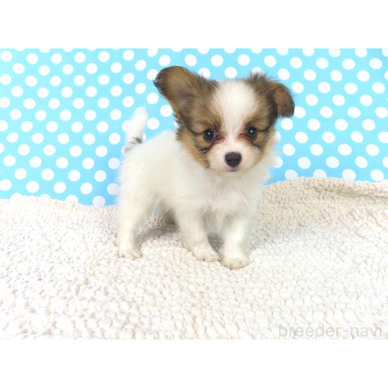 販売中の千葉県のパピヨン-416475の9枚目