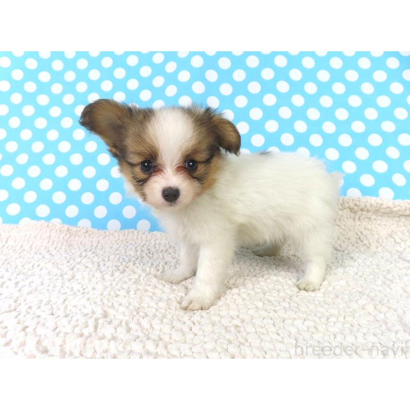 販売中の千葉県のパピヨン-416475の8枚目